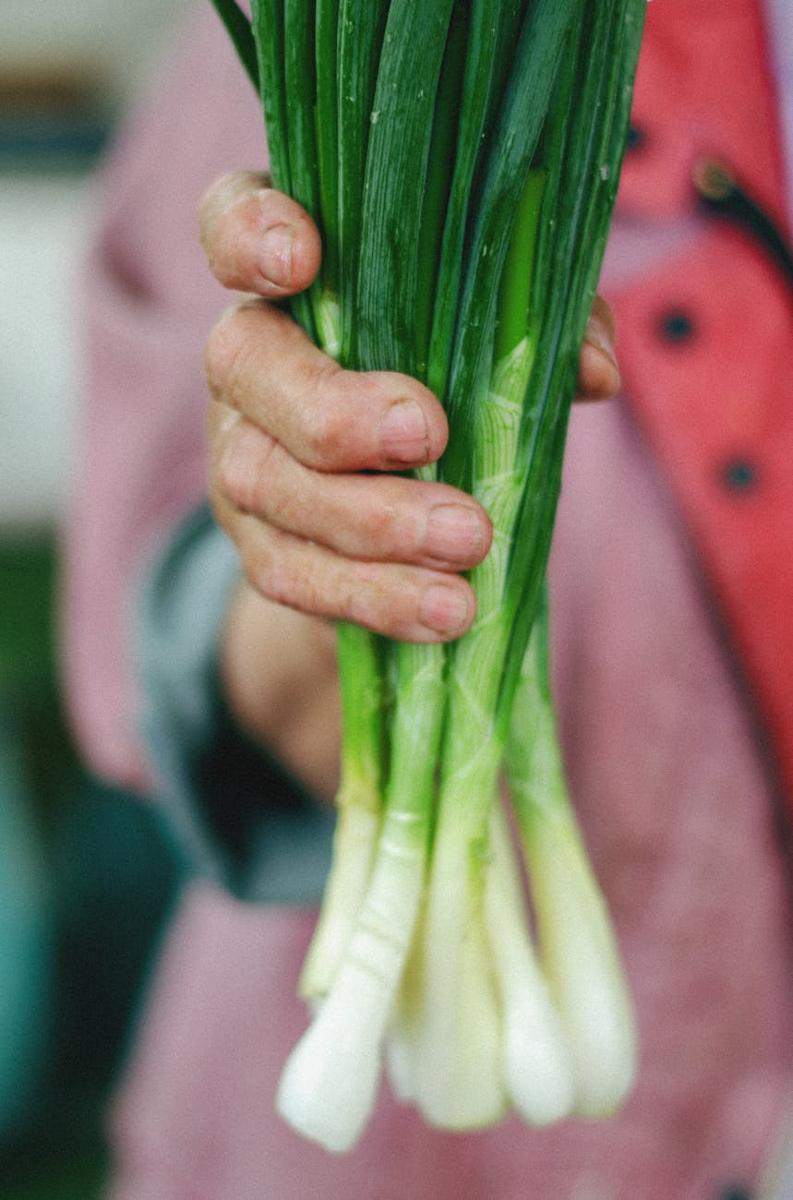 onion planting
